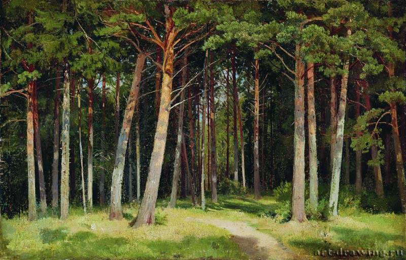 Сосновый лес. 1885 - 41,8 х 62