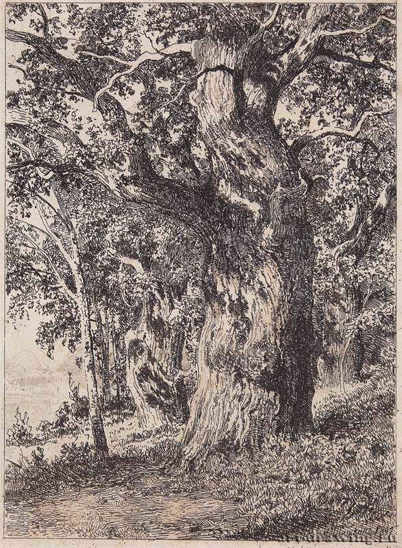 Старый дуб. 1897 - 22,8 х 16,8