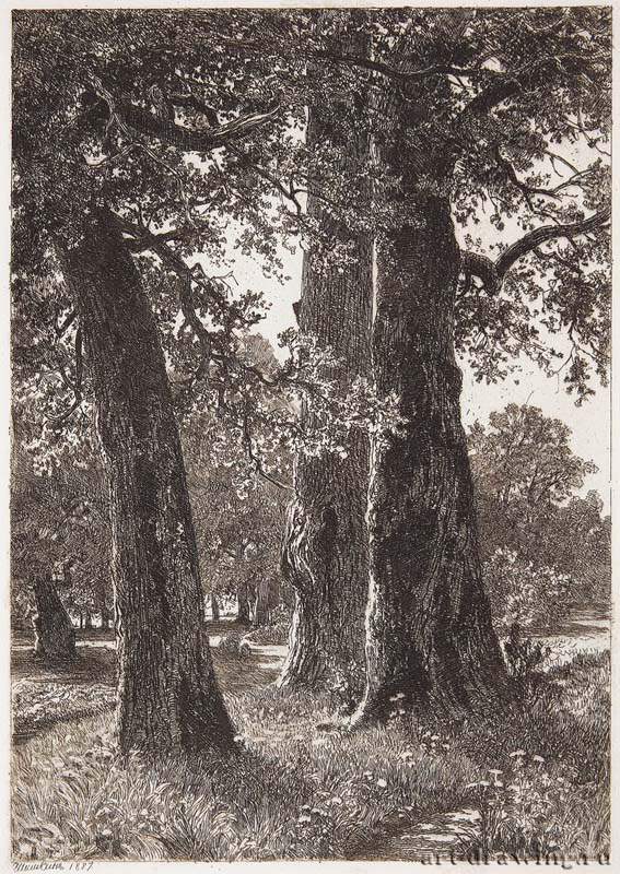 Три дуба. 1887 - 22,5 х 15,8