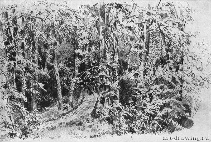 В лиственном лесу. 1880-е - 30.6 х 45.9