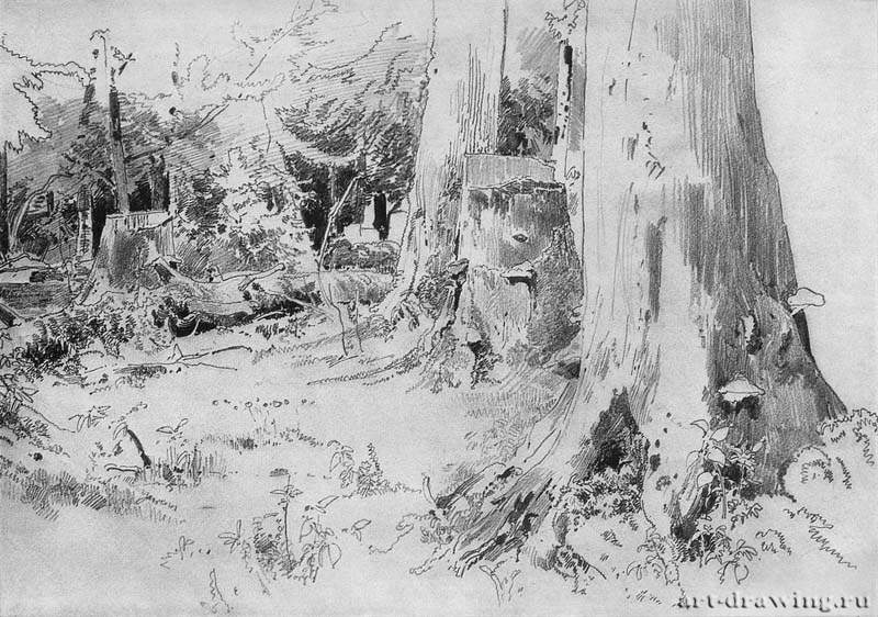 Вырубленный лес. 1880-е - 22.3 х 32