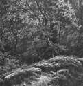 Дорожка в лесу. 1871 - 46,2 х 34,9