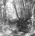 Ручей в лесу. 1880-е - 67 х 52,2