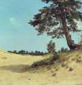 Сосна на песке. 1884 - 69,5 х 105