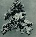 Сосна под снегом. 1890 - 20,5 х 15,5