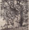 Старый дуб. 1897 - 22,8 х 16,8