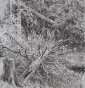 В лесу. Упавшее дерево. 1878 - 32.3 х 23,4