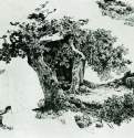 Группа лиственных деревьев и камни. Набросок - 24,3 х 32,7