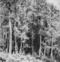 Деревья. Козловка-Засека. 1873 - 31 х 22,5