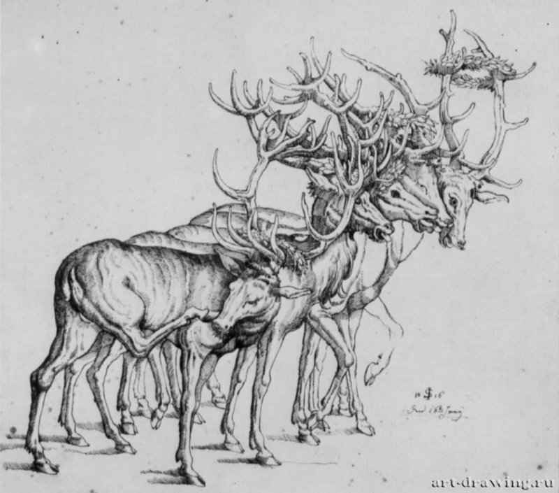 Пять оленeй в венках из листьев, 1816 - 222 х 251 мм. Перо черным и коричневым тоном по рисунку карандашом, на бумаге. Веймар. Музей замка, Собрание графики.