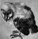 Бразильская сова. 1637-1644 - 185 х 170 мм Мел и кисть на бумаге Берлин Голландия утрачен во время Второй мировой войны