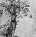 Этюд дерева. 1600 - 430 х 300 мм Перо и кисть серым, голубым и зеленым тоном, отмывка, на бумаге Лондон Собрание Мейден Голландия