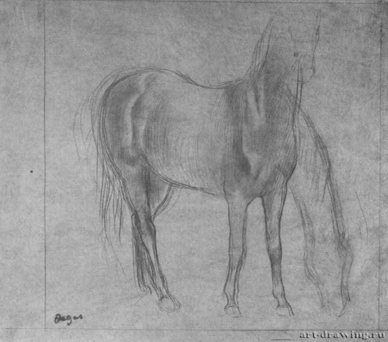 Стоящая лошадь. 1861-1863 - 237 x 263 мм Карандаш на серой японской бумаге Роттердам. Музей Бойманса - ван Бёйнингена Франция
