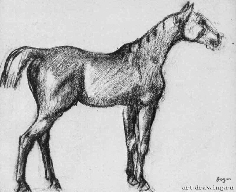 Стоящая лошадь в профиль. 1882 - 242 x 301 мм Черный мел на бумаге Роттердам. Музей Бойманса - ван Бёйнингена Франция