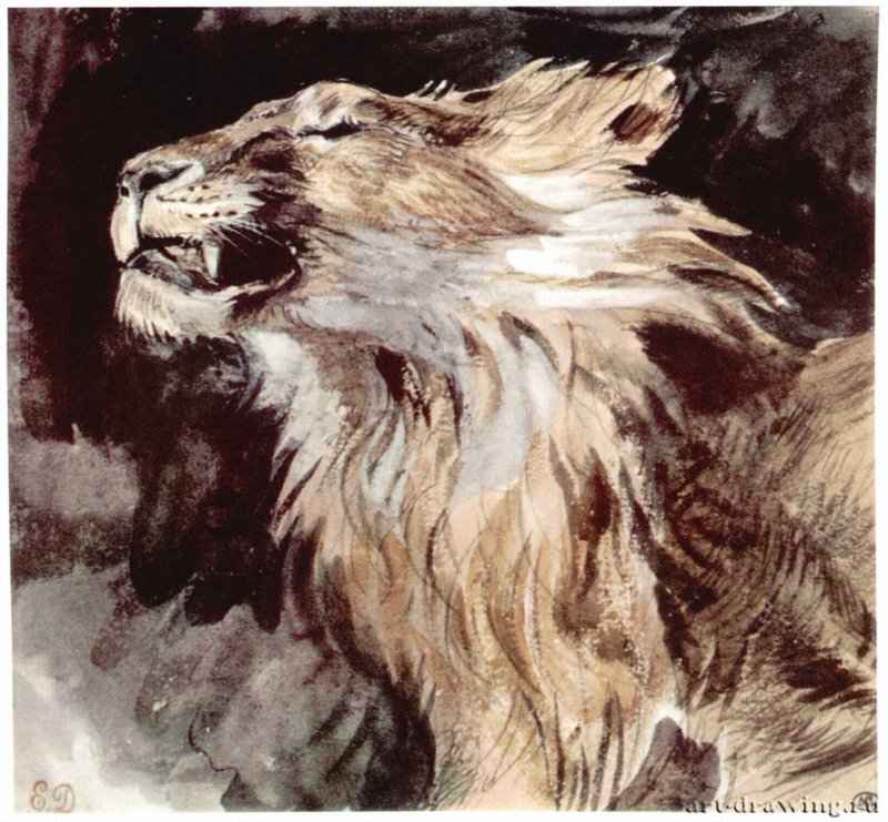 Голова льва. 1843 - 180 х 190 мм. Акварель на бумаге. Париж. Лувр, Кабинет рисунков.