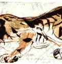 Тигр, крадущийся влево. 1831 - 60 х 160 мм. Перо, акварель и пастель, на бумаге. Байонна. Музей Бонна, Кабинет рисунков.