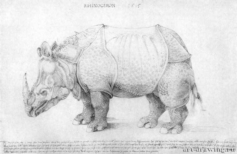 Носорог (Rhinozeros). 1515 - 27,4 x 42 Перо на бумаге Британский музей, Отдел гравюры и рисунка Лондон