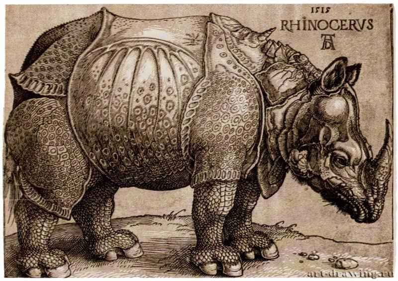 Носорог. 1515 - 21,2 х 30 Ксилография кьяроскуро, одна очерковая доска, одна тоновая доска Музей изящных искусств, Отделение эстампов, рисунков и фотографий Бостон (Массачусетс)