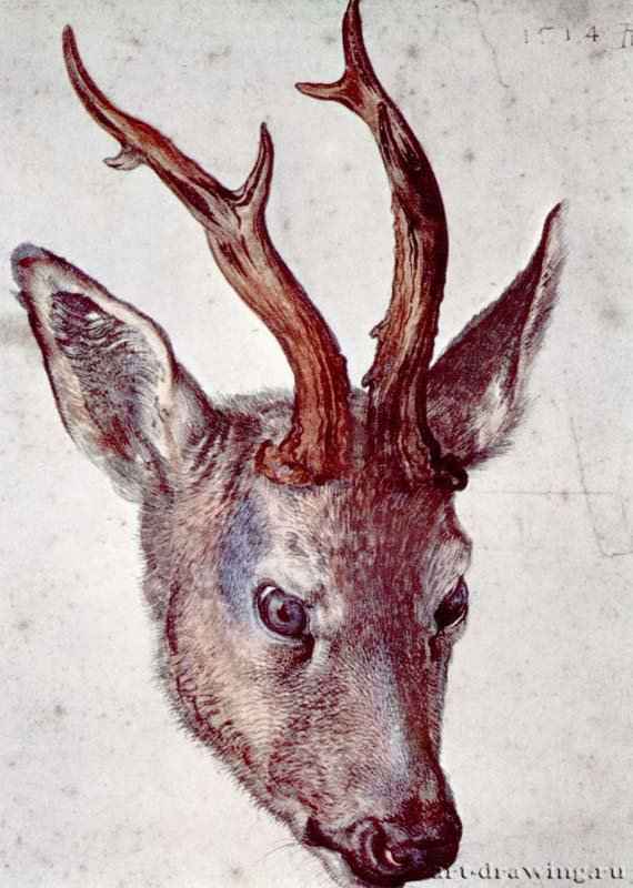 Голова оленя. 1514 - 22,8 х 16,6 Акварель на бумаге Музей Бонна, Кабинет рисунков Байонна