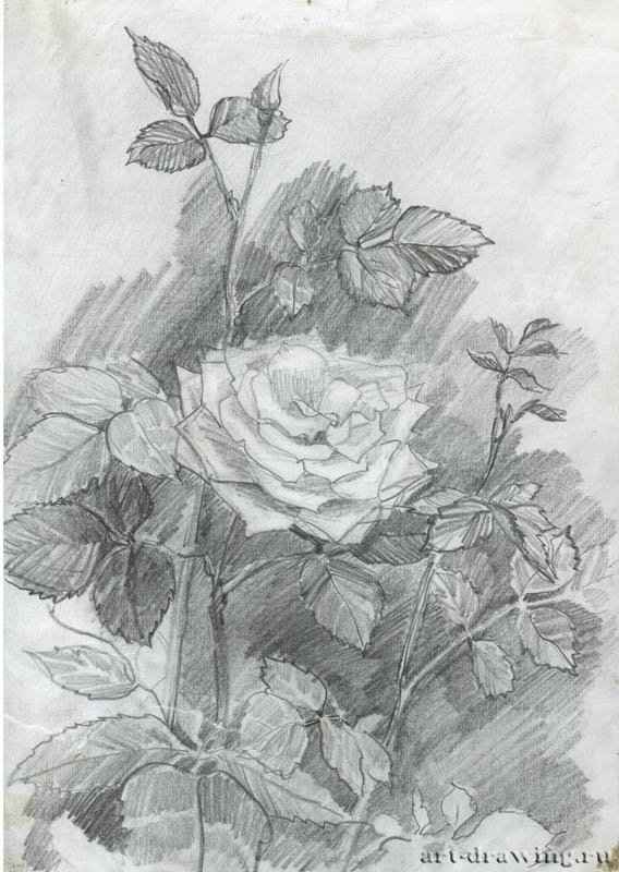 catherine-bibikova-img217
