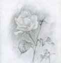 catherine-bibikova-img013